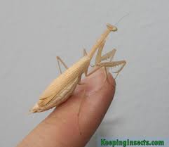 They can be kept in groups communally (if well fed) and are a pleasure to watch and to hold. Praying Mantis Species Keeping Insects