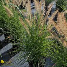 Pennisetum karley rose is a superb ornamental grass that provides 5 months of color, texture, motion & all season interest in your sun garden. Pennisetum Orientale Karley Rose Fountain Grass From Home Nursery