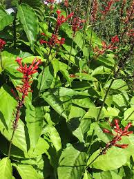 Image result for Odontonema