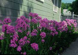 Victoria Summer Phlox Phlox Paniculata Victoria A Texas Superstar Hardy Perennial With Showy Cluster Full Sun Perennials Pink Perennials Sun Perennials