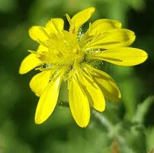 Image result for Osteospermum muricatum