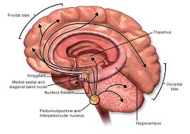 Explain how the autonomic nervous system is involved in the the parasympathetic and sympathetic nervous system oppose each other in their effects on the: Acetylcholine Wikiwand