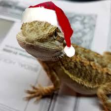 Dress your bearded dragon as rudolph for christmas! A Bearded Dragon Is For Life Not Just For Christmas Dug S Bugs