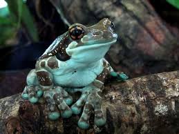 Mission Golden Eyed Tree Frog Amazon Milk Frog Frog Tree Frogs Animals