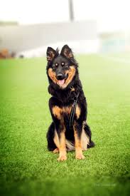 Insta Cali The Chodsky Animals Beautiful Animal Photography Dog Breeds