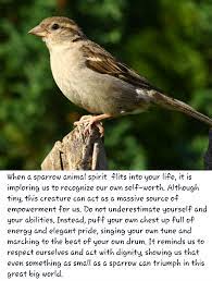Sparrow Totem Animal Spirit Guides Sparrow Bird Spirit Animal Meaning