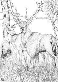 Buck In The Woods Coloring Pages In 2020 Coloring Pages Animal Coloring Pages Coloring Books