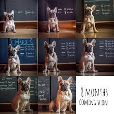 French Bulldog Puppy Growth Chart Collage Photography