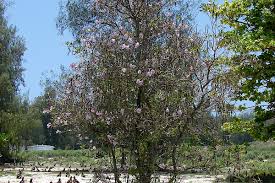 Image result for Tabebuia heterophylla