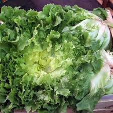 Broadleaf Batavian Endive Seeds Cichorium Endivia Herbs Seeds Endive