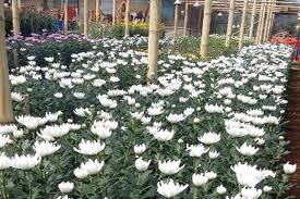 Check spelling or type a new query. Bunga Krisan Asal Bogor Siap Ekspor Ke Jepang