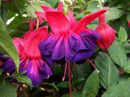 Fuchsia Voodoo Dm Color Express Fuchsia Plants Colorful Leaves