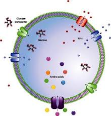When water molecules move freely across a cell membrane, the process is called osmosis, which is just a special type of simple diffusion. Biology Exams 4 U May 2012