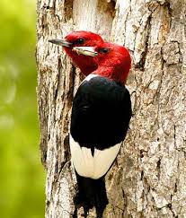 Black Bird With Red Spot On Head Pin On Feathers