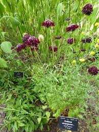 Image result for Dipsacaceae