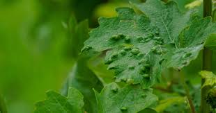 Image result for Calepitrimerus vitis