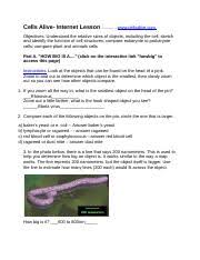 Mitosis worksheet the diagram below shows six cells in various phases of the cell cycle. Cells Alive Lab Dominique Kelly Professor Davison Bio 110 Principles Of Biolgy 0904 7 September 2016 Cells Alive Internet Lesson 1 If You Zoom All The Course Hero
