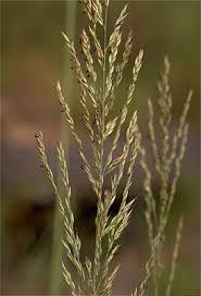 Image result for Arundinella