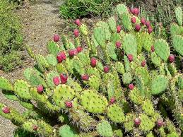 The prickly pear cactus is just among thousands of species of the now ubiquitous succulent plants. This Is How Cochineal Insects Color Your Foods And Drinks