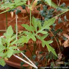 Image result for Kedrostis africana