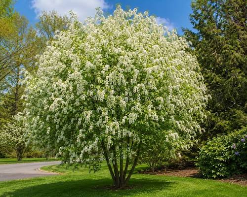 European Bird Cherry Seeds | Seedman.com
