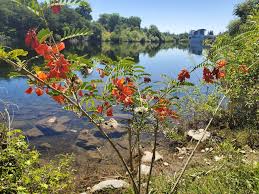 Image result for Sesbania keniensis