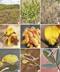 Image result for Eriosema