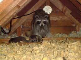 The most common complaints include the with example prices for different raccoon situations. How To Get Rid Of Raccoons Predator Guard Predator Deterrents And Repellents