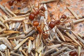 Image result for Pogonospermum subsessile