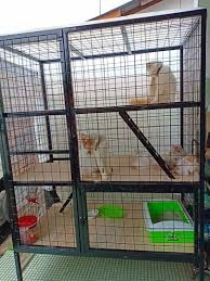 Berikut ini daftar harga kandang kucing terbaru. Rumah Kucing Besar Pagar Rumah