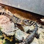 Tales and Scales: Alligator Encounter