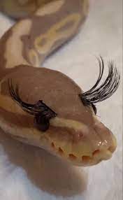 A Fabulously Glamorous Snake Meme Snake Meme Snake Cute Animals