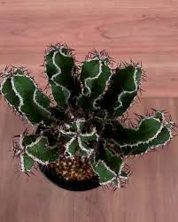 Image result for Euphorbia mlanjeana