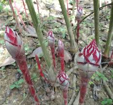 Image result for Riocreuxia