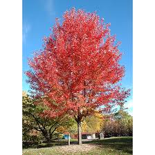 Maple Tree Autumn Blaze B B 2 Caliper Alsip Home Nursery