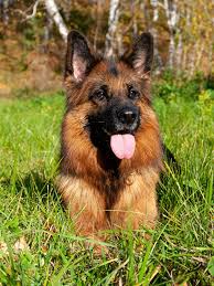 We did not find results for: Picture German Shepherd Dogs Tongue Grass Animals 600x800
