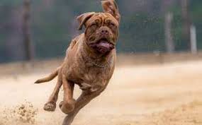 Maybe you would like to learn more about one of these? Belgisch Meisje 8 Doodgebeten Door Grote Hond Moeder Had Haar Alleen Thuisgelaten Redactie24