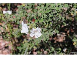 Image result for Hippocratea parvifolia