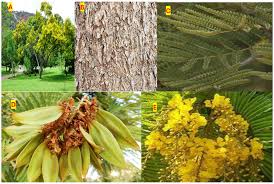 Image result for Peltophorum africanum