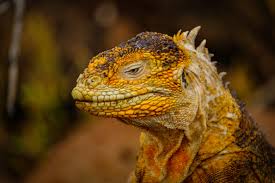 This is one of the few states that still allow a vast number of exotic animals including some species of big cats, bears, and wild canines. Exotic Pets In The Philippines What To Consider Before Buying One Pinoy Dog Mom