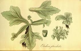 Image result for Parkeriaceae