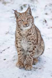 Maybe you would like to learn more about one of these? Another Wish I Could Adopt Me A Lynx Shades Facebook