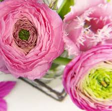 If you're wondering how to grow ranunculus then the guide below should help. 5 Things To Know Before Planting Ranunculus Roo Apron