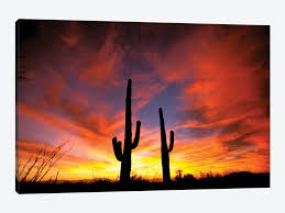 This saguaro cactus may way up to one ton. A Pair Of Saguaro Cacti At Sunset Sonoran De Marilyn Parver Icanvas