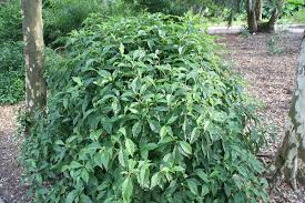 Image result for Psychotria moninensis