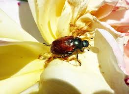 Maßnahmen könnten zum beispiel einschränkungen beim pflanzentransport, engmaschige netze oder insektizide sein. Die Miniausgabe Eines Maikafers Bedburg Hau