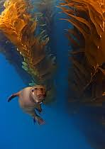 Image result for tbn:HAJQPRlydFYgGM::www.bildeforbilde.no/images/20_fauna/800_dompapp.jpg