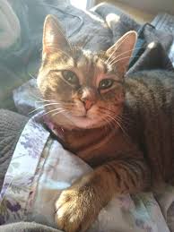 The primordial pouch is a loose flap of skin which runs along the length of the cat's belly and is most pronounced towards the rear. Some Cats Have A Primordial Pouch Or The More Affectionate Term Cookie Pouch The Myth Is This Pouch Forms When A Cat Is Spayed Or Neutered But This Is Actually Part Of