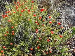 Image result for Chironia