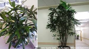 A houseplant is a plant that is grown indoors in places such as residences and offices, namely for decorative purposes, but studies have also shown them to have positive psychological effects. Indoor Palm Plants Types And Care With Palm Tree Pictures